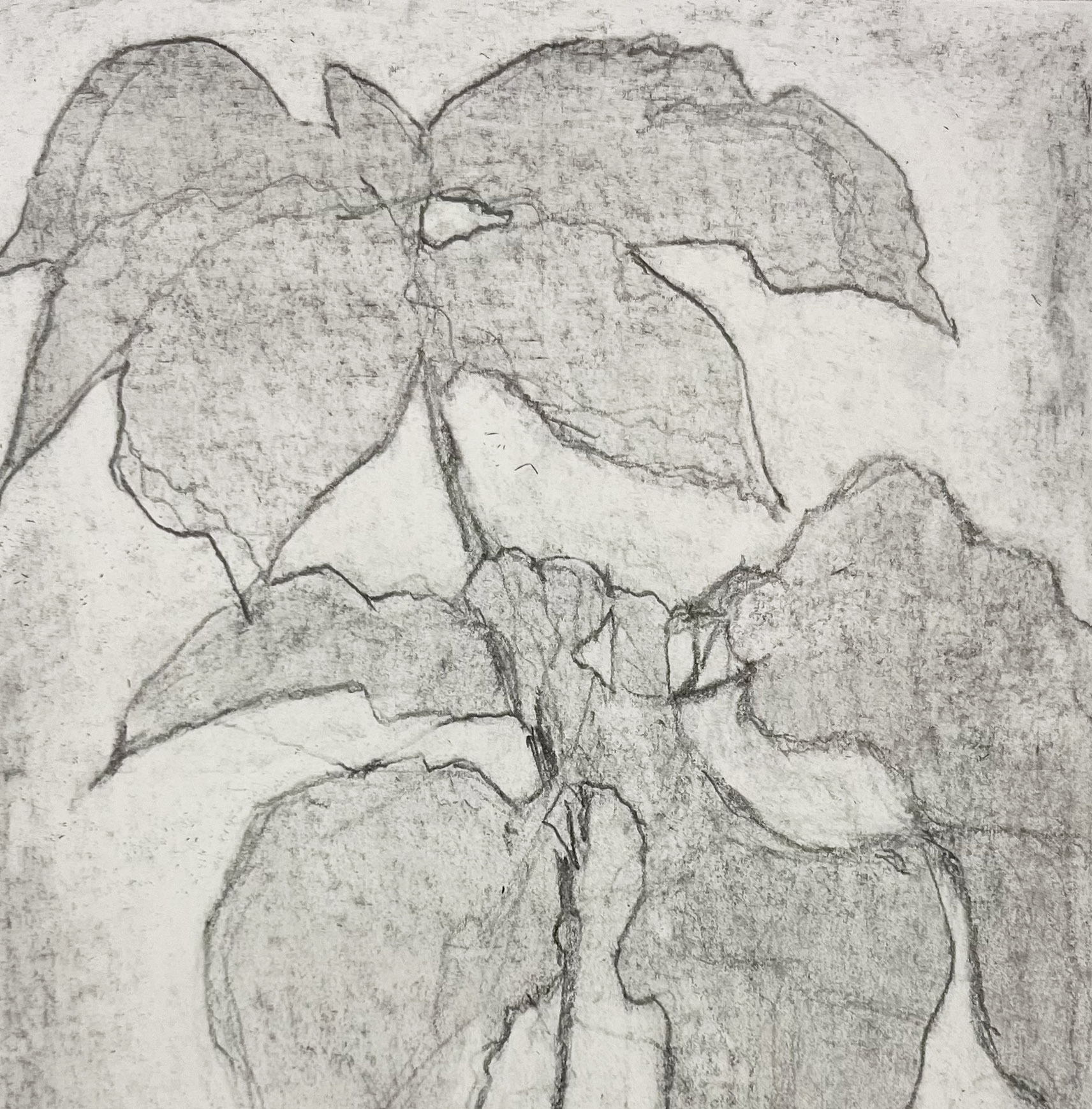 Advanced Beginner/Intermediate Drawing Community Engagement